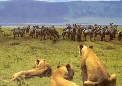 3 DAY SAFARI TO TARANGIRE, MANYARA AND NGORONGORO CRATER
