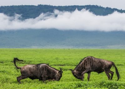 4 DAY SAFARI TO TARANGIRE MANYARA AND NGORONGORO