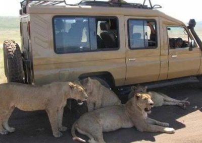 3 DAYS LUXURY SAFARI TANZANIA