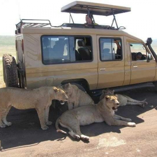 https://www.praygodafricasafaris.com/project/3-days-luxury-safari/