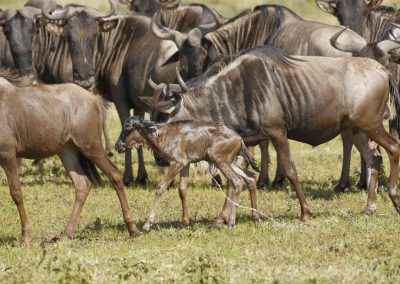 WILDEBEEST MIGRATION SERENGETI