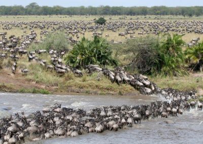 9 DAY WILDEBEEST MIGRATION CROSSING THE MARA RIVER