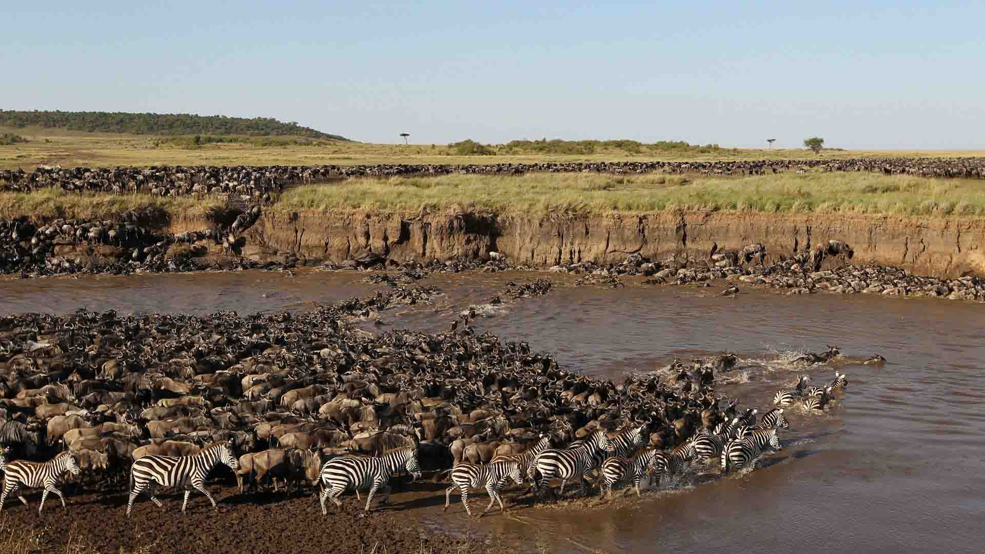 serengeti-national-park-wildebeest-migration-safari