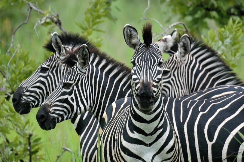 11 Days safari trip Tanzania Zanzibar (Platinum hotels)