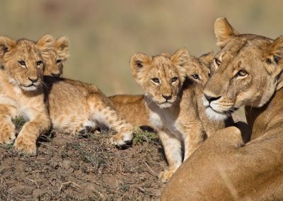 6 DAYS SERENGETI WILDEBEEST CALVING SEASON