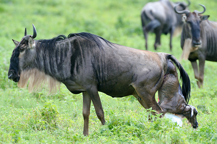 https://www.praygodafricasafaris.com/?post_type=project&p=1746&preview=true