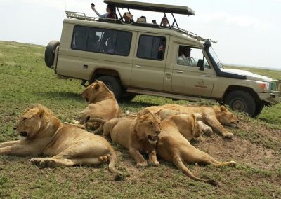 11 DAYS SAFARI TRIP TANZANIA ZANZIBAR (PLATINUM HOTELS)