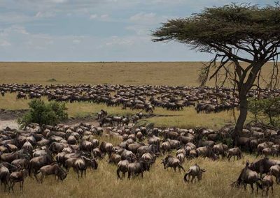 4 DAYS SERENGETI WILDEBEEST MIGRATION