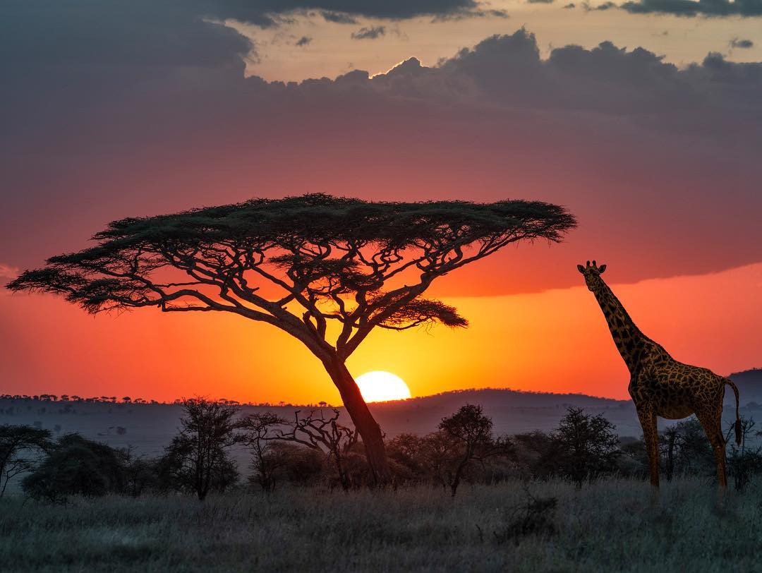 https://www.praygodafricasafaris.com/project/3-day-serengeti-safari-tour/