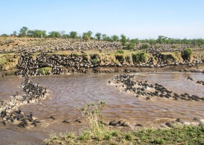 9 DAYS WILDEBEEST & ZEBRA MIGRATION LIONS LEOPARD