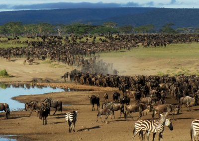 7 DAY SERENGETI WILDEBEEST MIGRATION TANZANIA