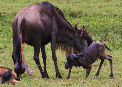 6 DAY NDUTU MIGRATION CALVIN