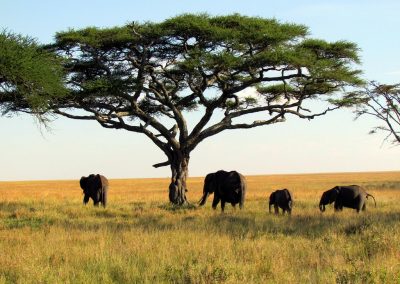 7 DAY BUDGET SAFARI