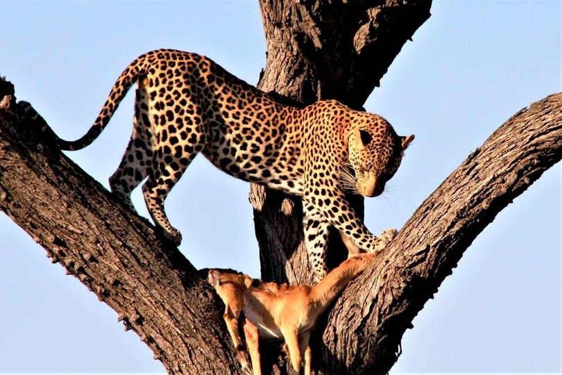 https://www.praygodafricasafaris.com/wildlife-safaris/9-days-kenya-and-tanzania-safari-2/