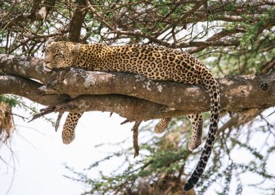 8 DAYS SAFARI & ZANZIBAR