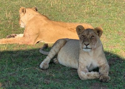 6 DAY SAFARI AND ZANZIBAR