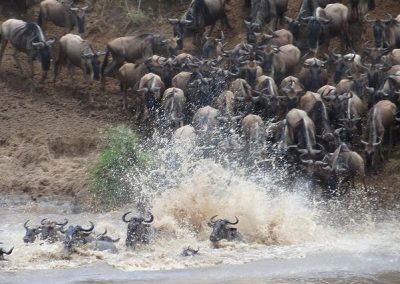 6 DAYS SERENGETI WILDEBEEST MIGRATION