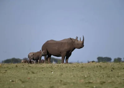 7 DAYS TANZANIA BUDGET CAMPING SAFARI